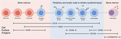 B-cell targeted therapies in autoimmune encephalitis: mechanisms, clinical applications, and therapeutic potential